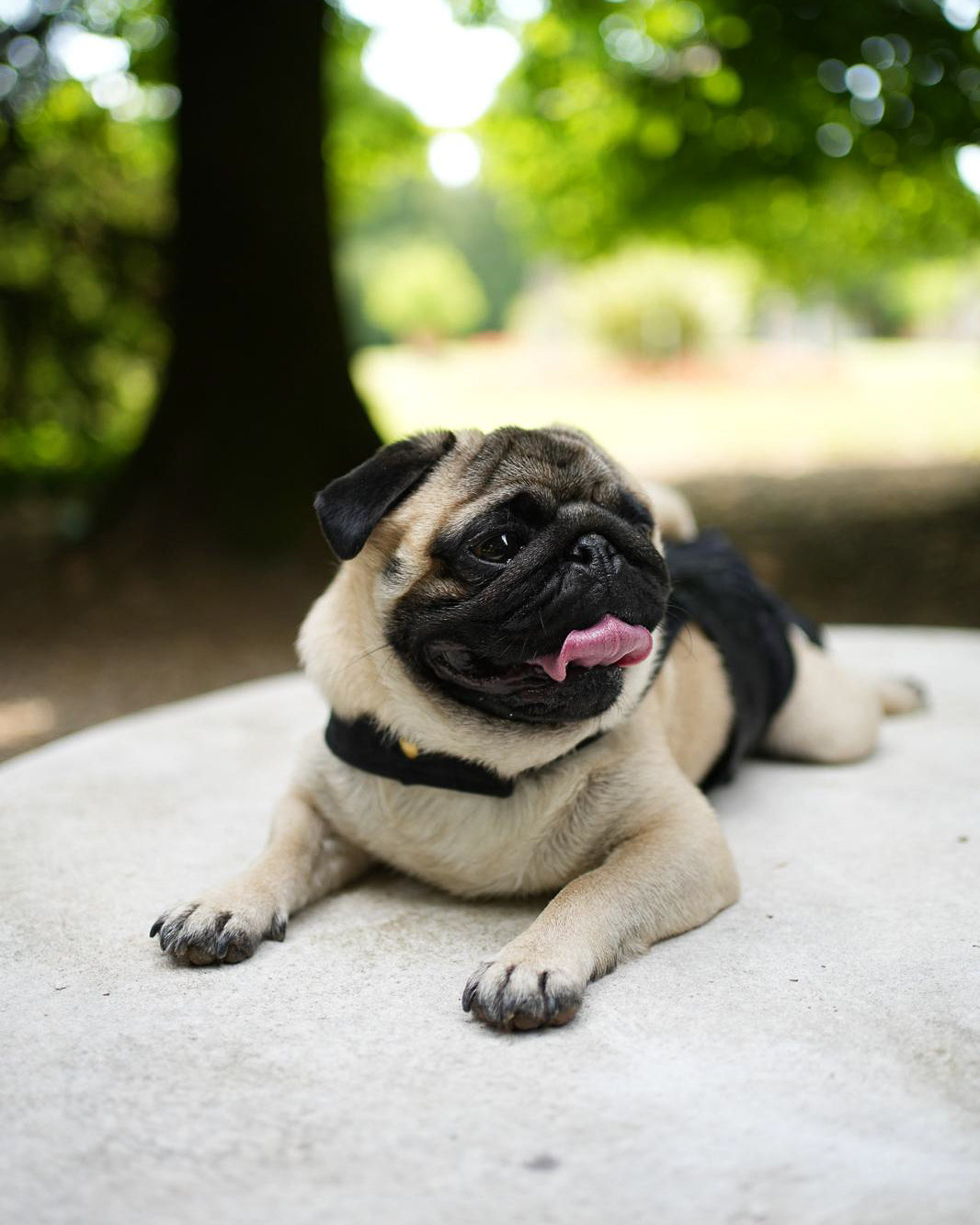 Abbigliamento per Carlino: comfort e praticità per un corpo compatto