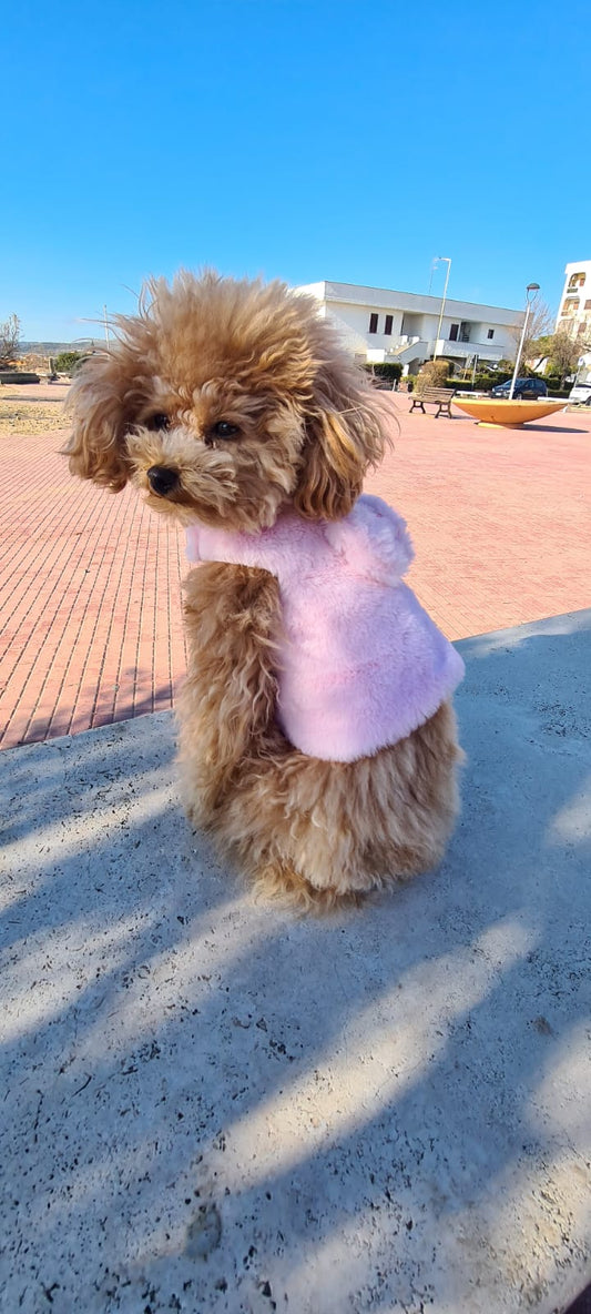 Pettorina Stella Alpina - Eleganza Morbida per il Tuo Cane