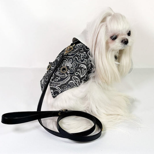 Smoking Ruben indossato da cane piccolo maltese con tessuto jacquard nero e bianco e guinzaglio coordinato
