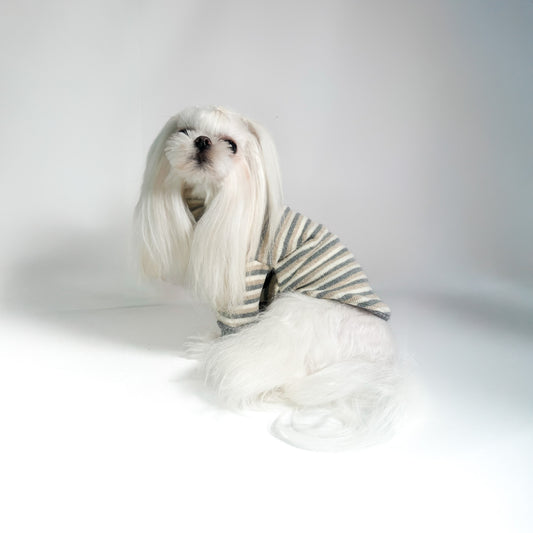 Maltese con il Maglioncino Acero a righe grigie e beige