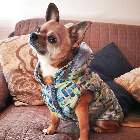 Chihuahua indossa il Piumino Albali con stampa multicolor e cappuccio