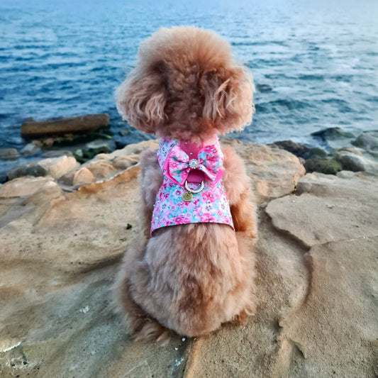 Cane di piccola taglia con brassiere estiva BauLoveYou, pettorina leggera in cotone