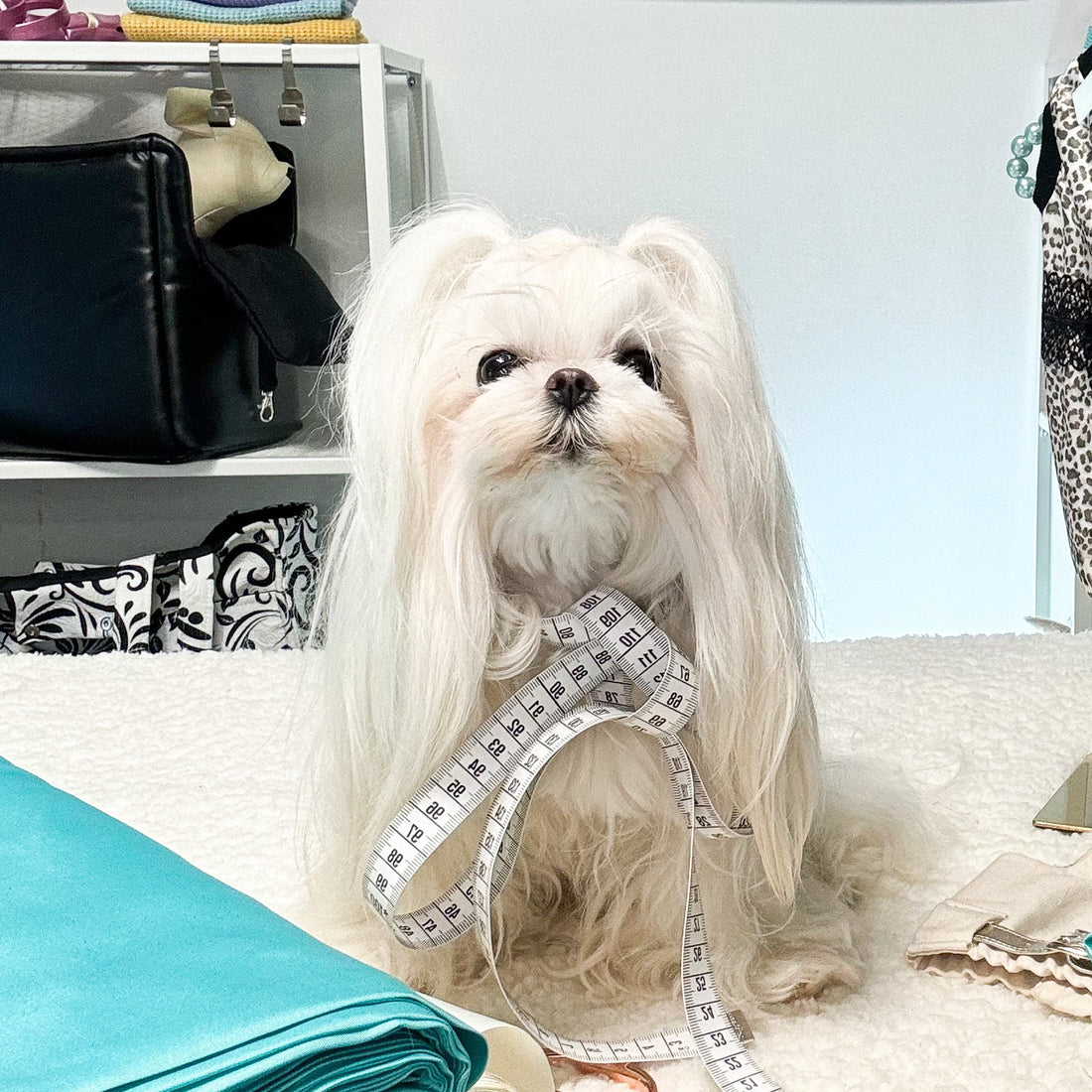 Come prendere le misure al cane per un vestito estivo personalizzato