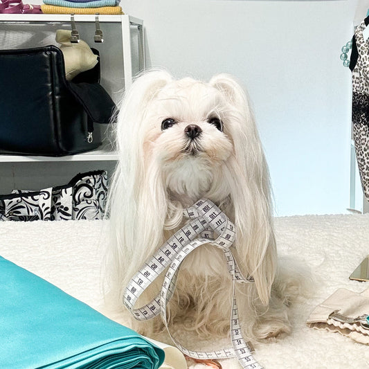 Come prendere le misure al cane per un vestito estivo personalizzato