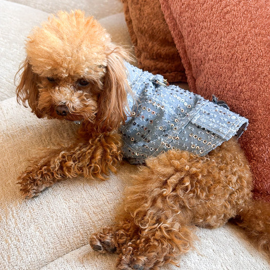 Barboncino Toy albicocca con gilet in denim a paillettes azzurre BauLoveYou
