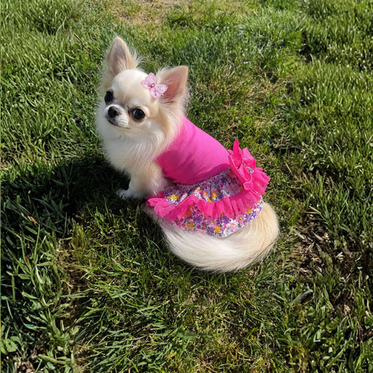 chihuahua a pelo lungo con abito fucsia