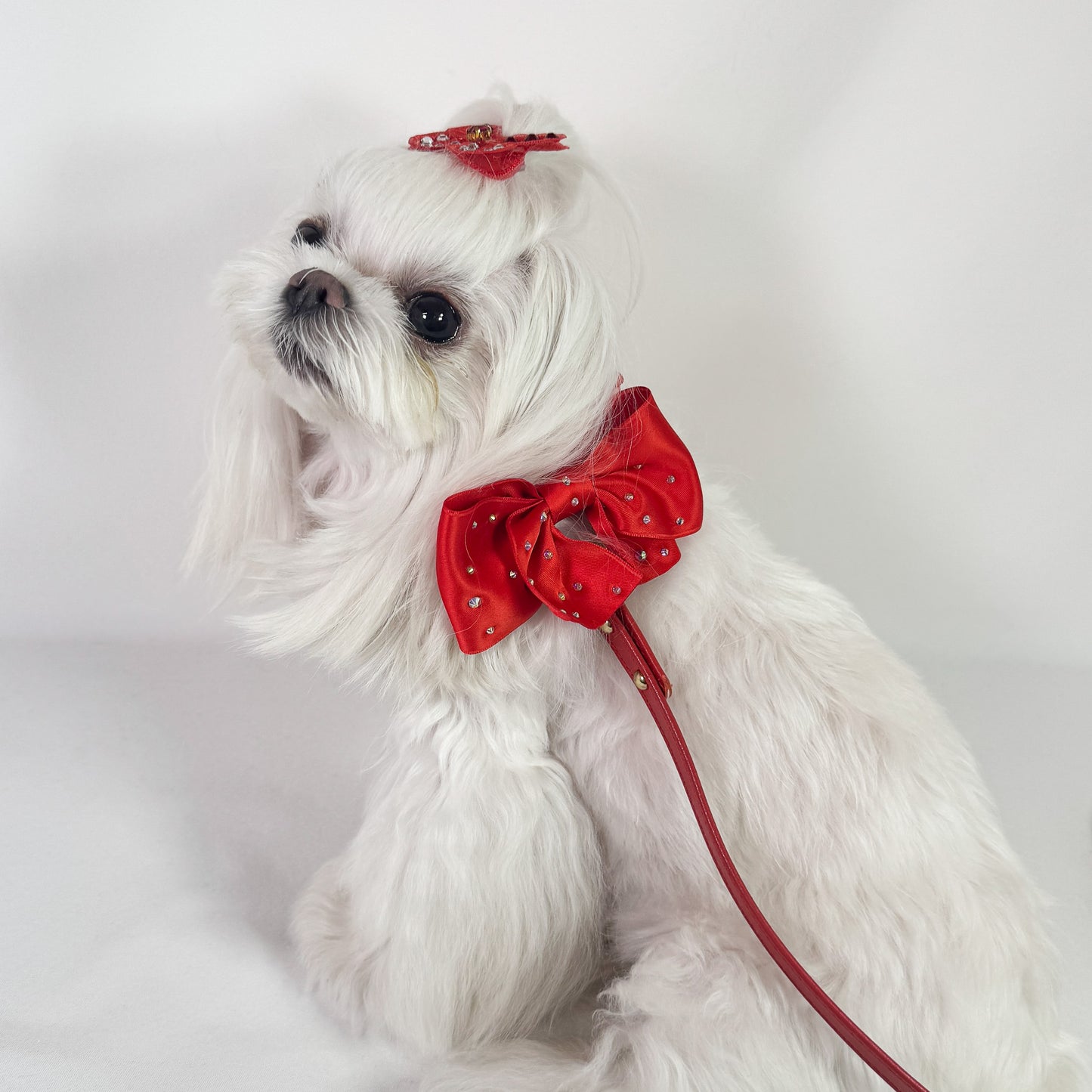 Maltese che indossa il collare Lingerie rosso con fiocco e ruche, per cani piccoli