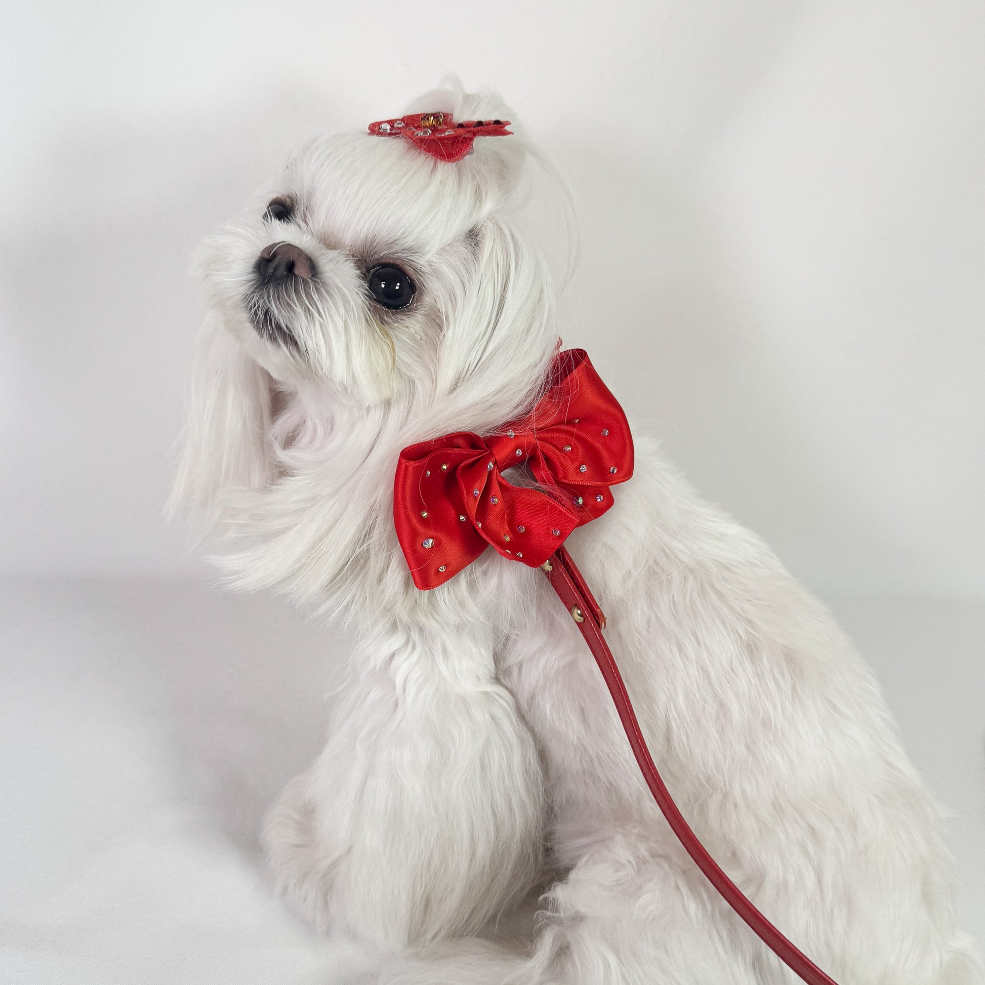 Maltese che indossa il collare Lingerie rosso con fiocco e ruche, per cani piccoli