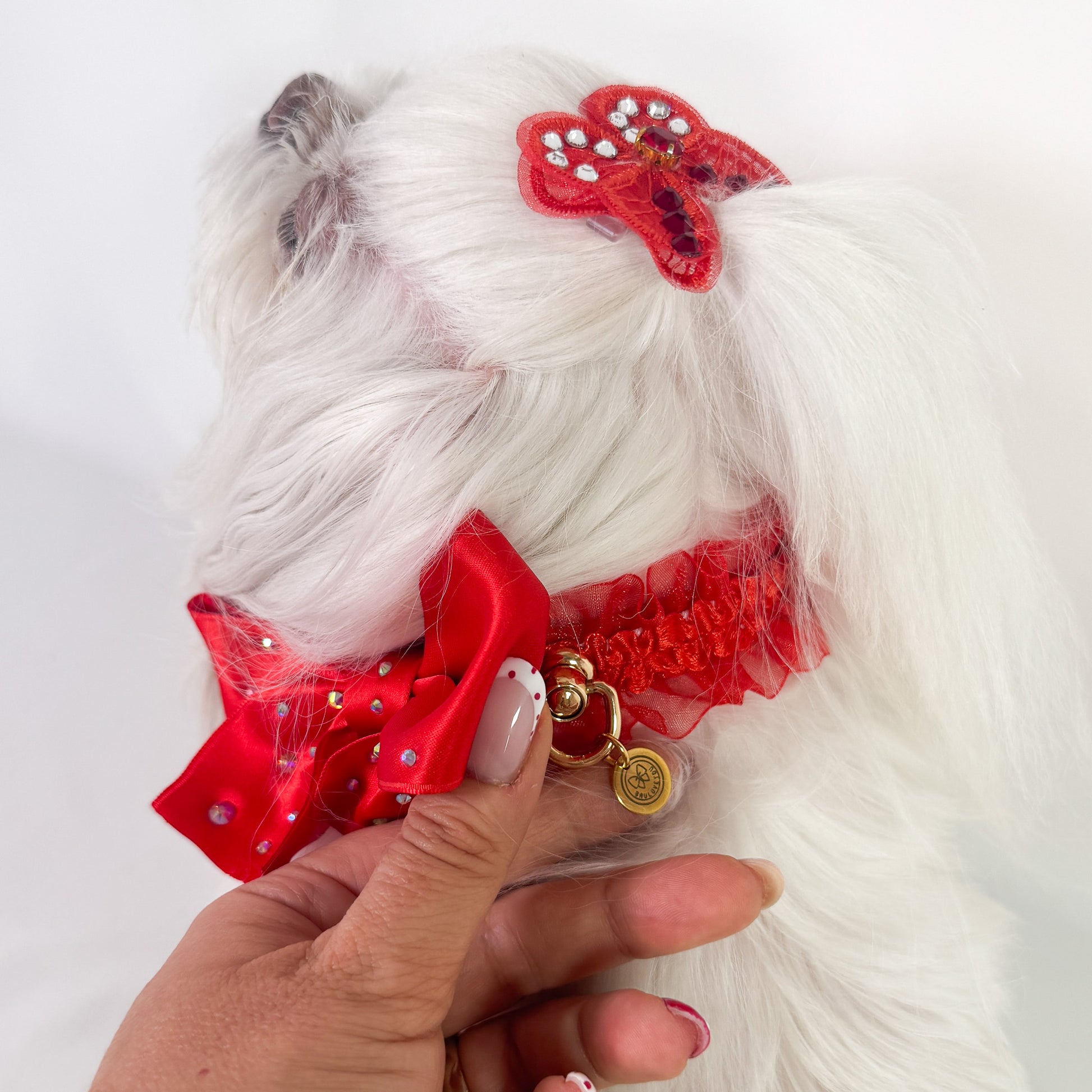 Dettaglio del collare Lingerie rosso con ruche e strass indossato da un maltese