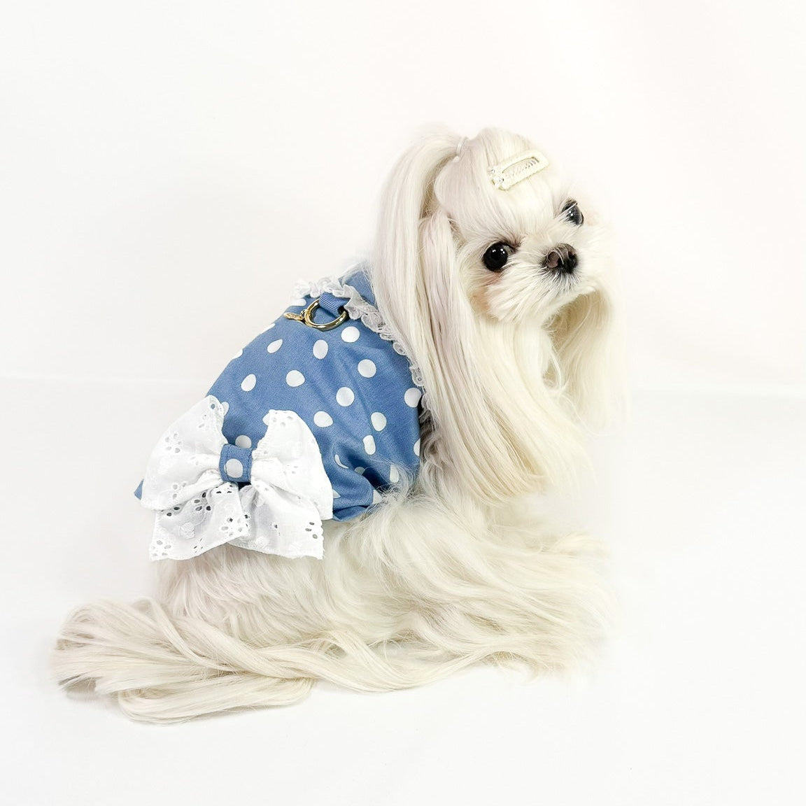 Camicina Positano in chambray con pois bianchi su cane di piccola taglia con guinzaglio abbinato