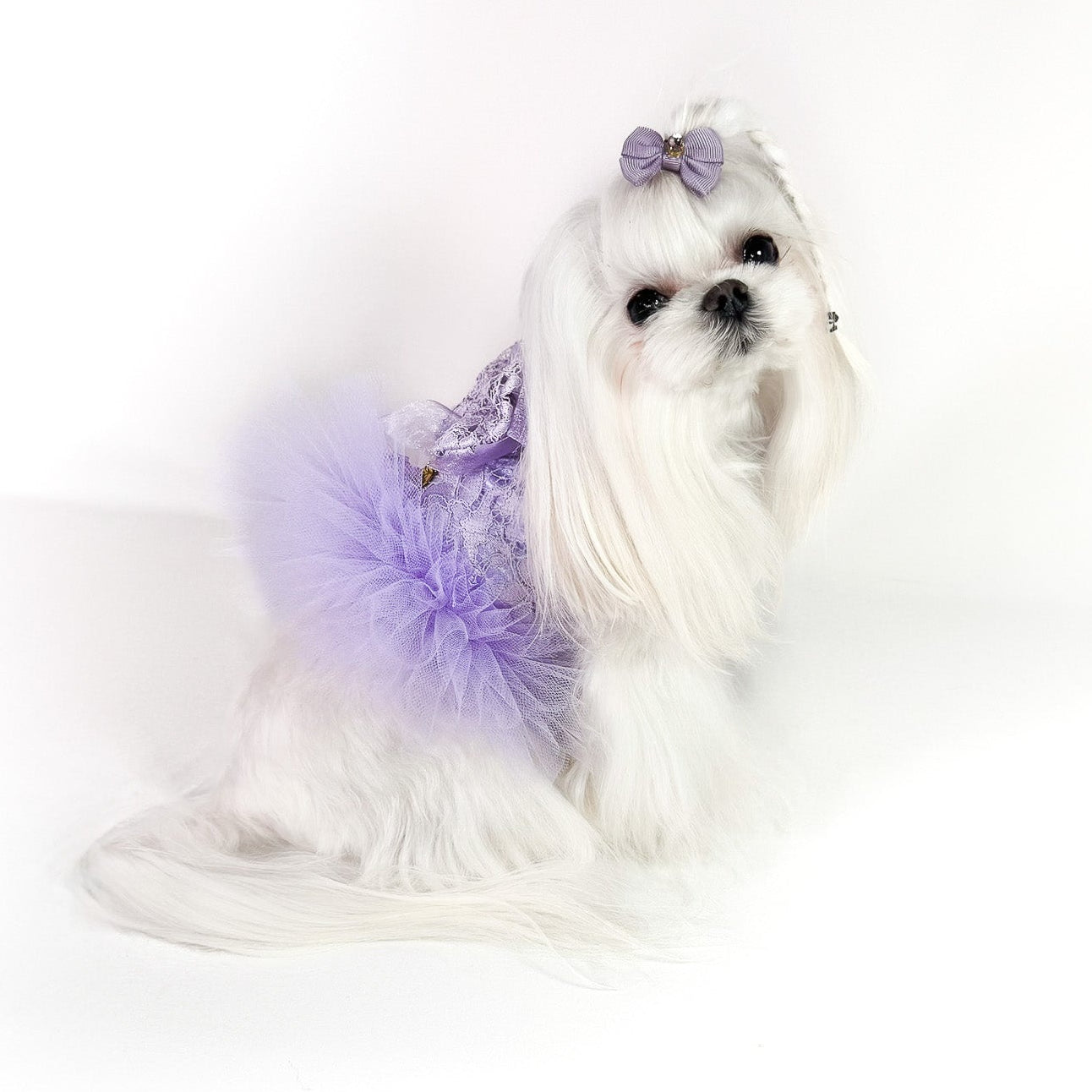 Pettorina Violetta Bauloveyou in pizzo lilla e tulle per cani piccoli, indossata