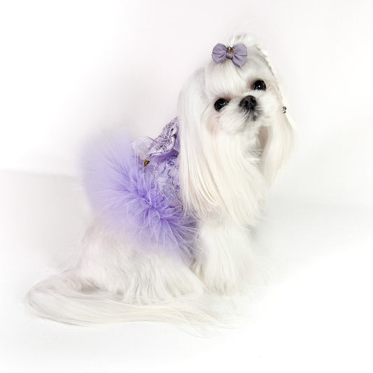 Pettorina Violetta Bauloveyou in pizzo lilla e tulle per cani piccoli, indossata