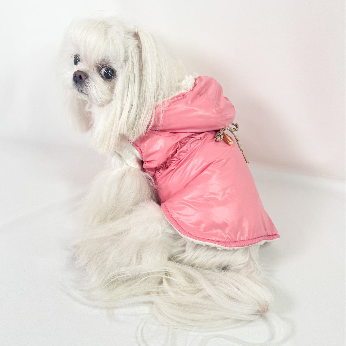 MAltese che indossa un parka rosa