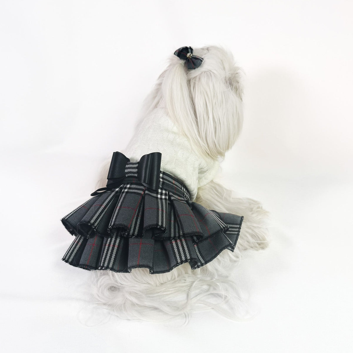 Maltese con l'Abito Brit con gonna scozzese grigia