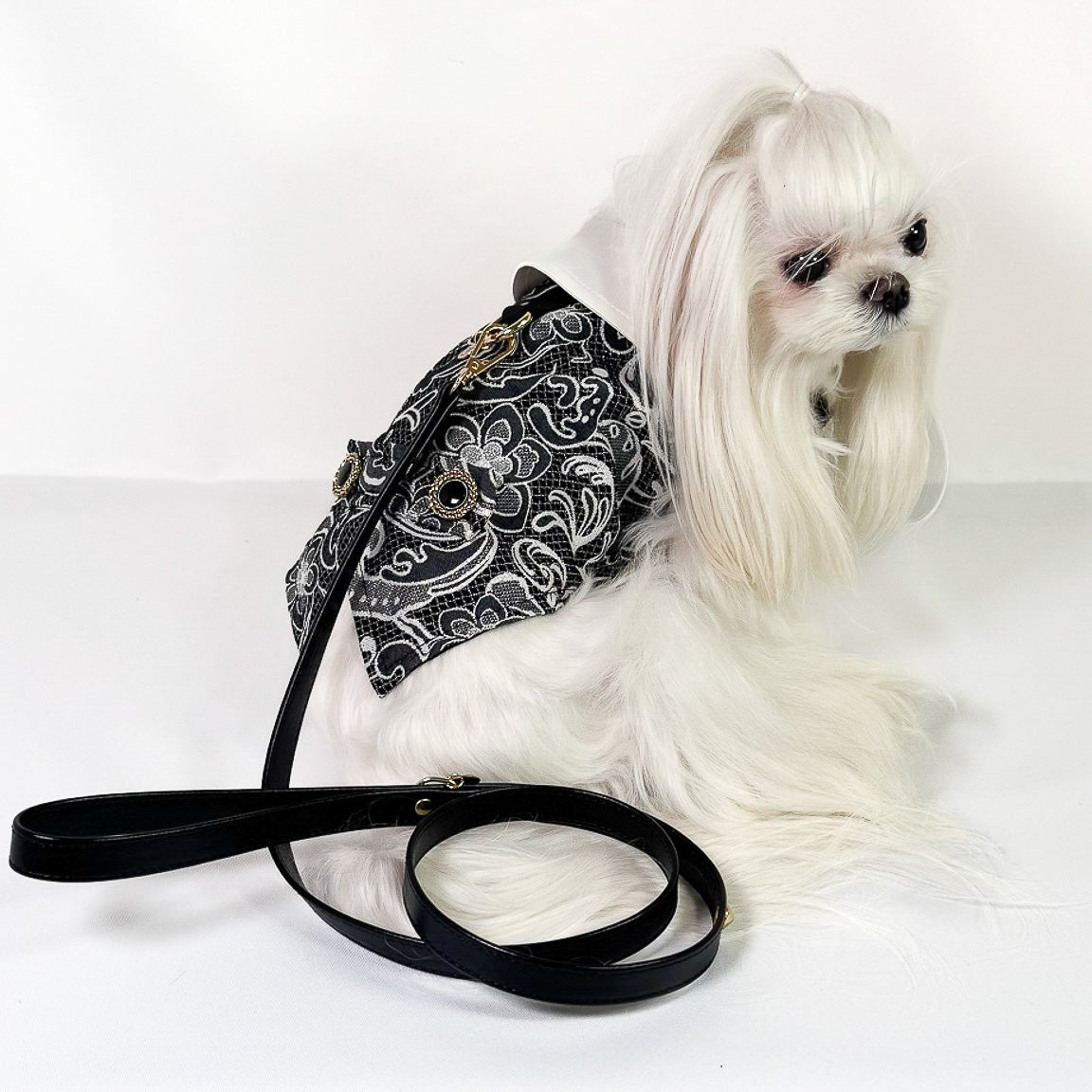Smoking Ruben indossato da cane piccolo maltese con tessuto jacquard nero e bianco e guinzaglio coordinato