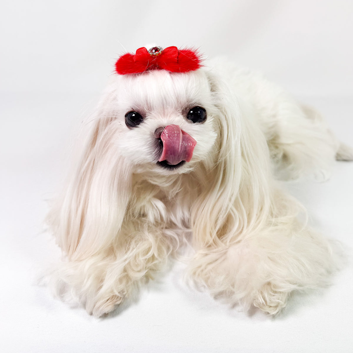 Maltese con la Barretta Fluffy 7 rossa al centro della testa