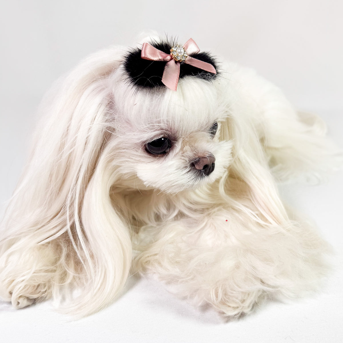 Maltese con la Barretta Fluffy 4 nera con fiocchetto rosa antico sul ciuffo