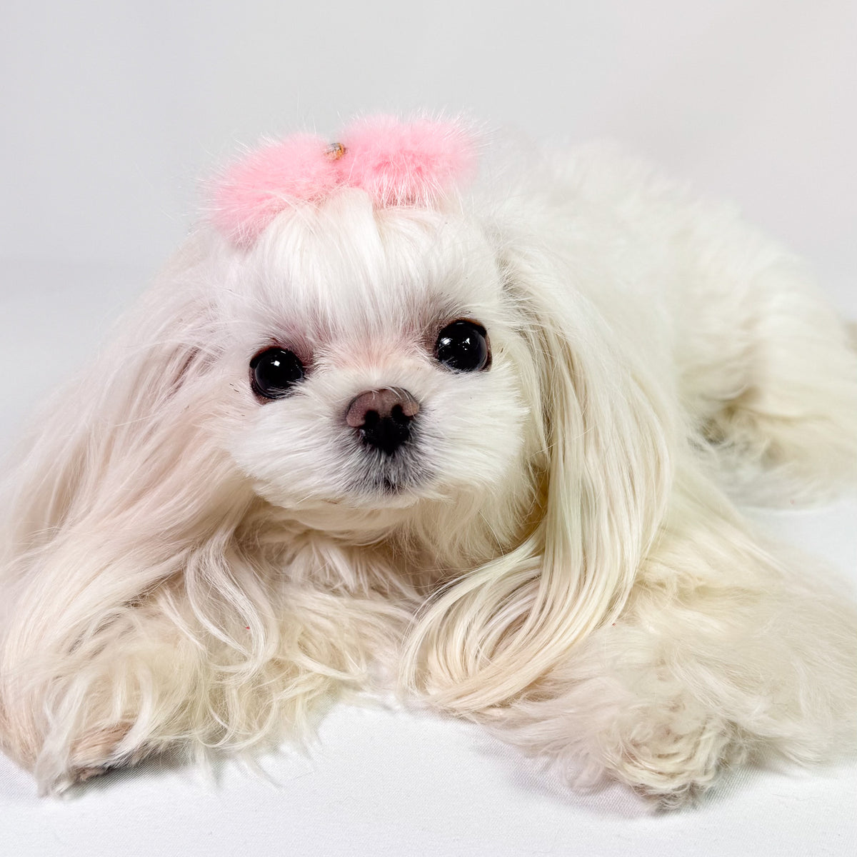 Maltese con la Barretta Fluffy 5 rosa chiaro al centro della testa