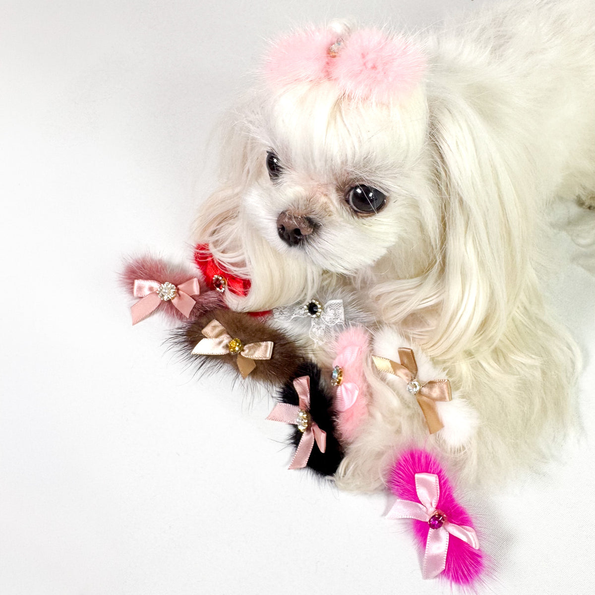 Maltese con la Barretta Fluffy 5 rosa chiaro sul ciuffo e le altre barrette accanto
