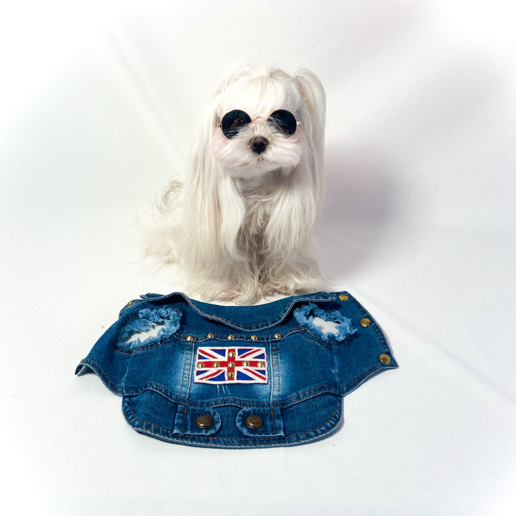Maltese con occhiali da sole seduta accanto al BauJeans Brith