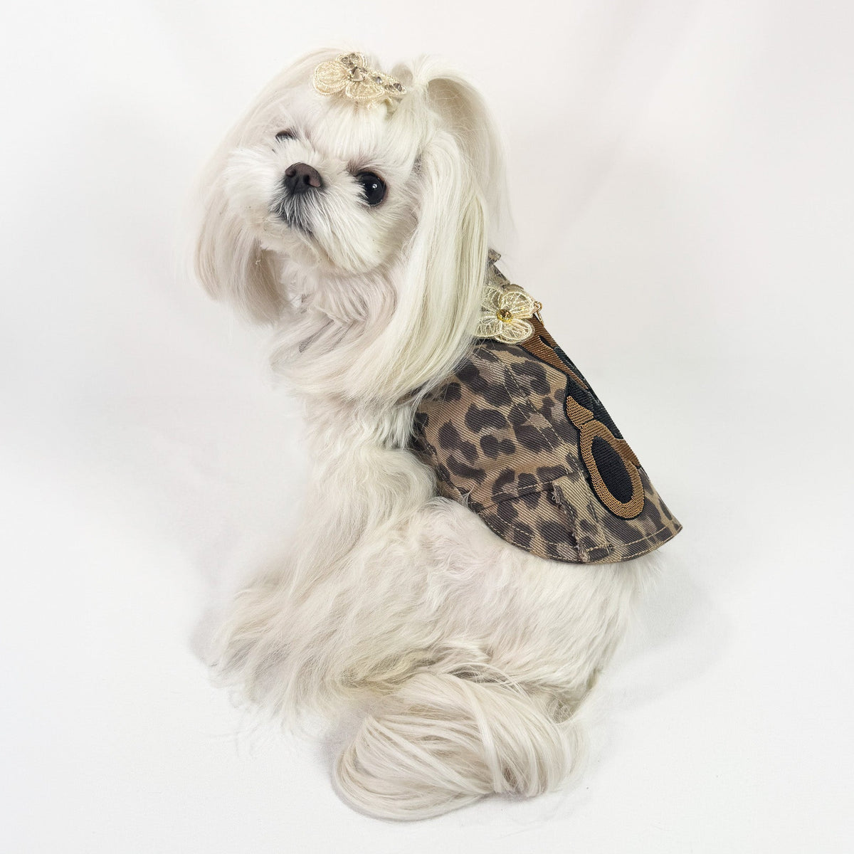 Maltese con fiocchetto indossa il BauJeans Couture Savana con patch orsetto, vista dall'alto