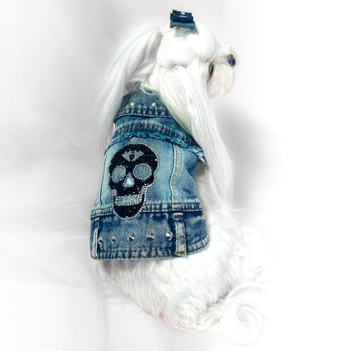 Maltese indossa il BauJeans Skull blu, vista di profilo