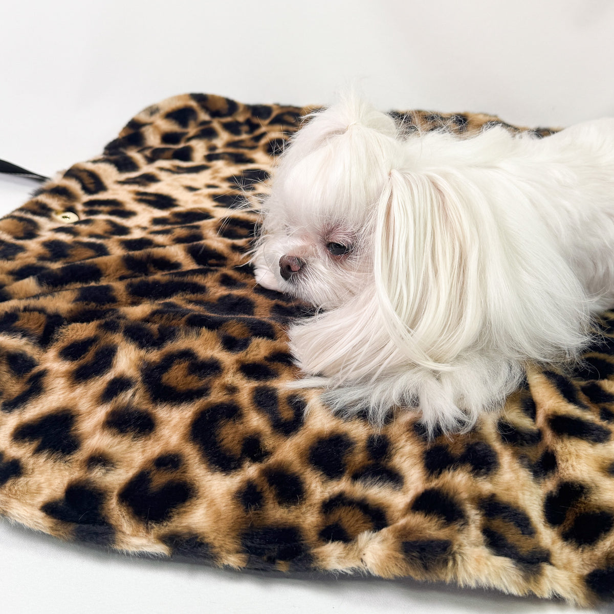 Lounge Bag nera trapuntata aperta come tappetino in pelliccia leopardata con maltese