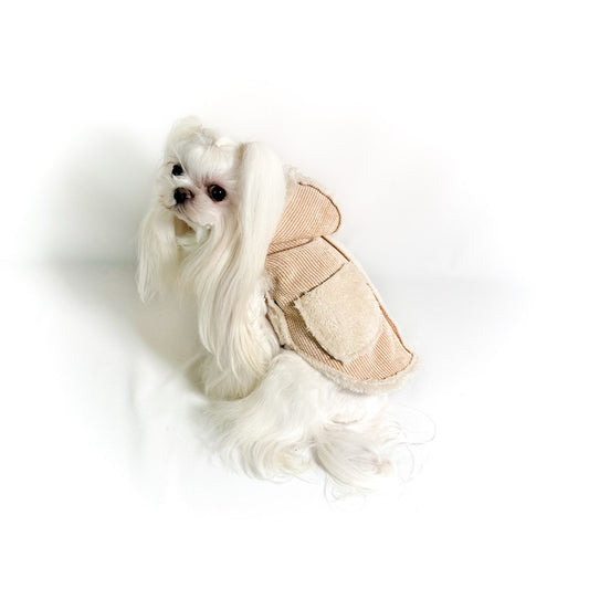 Maltese con il Cappottino Acacia beige, vista dall'alto