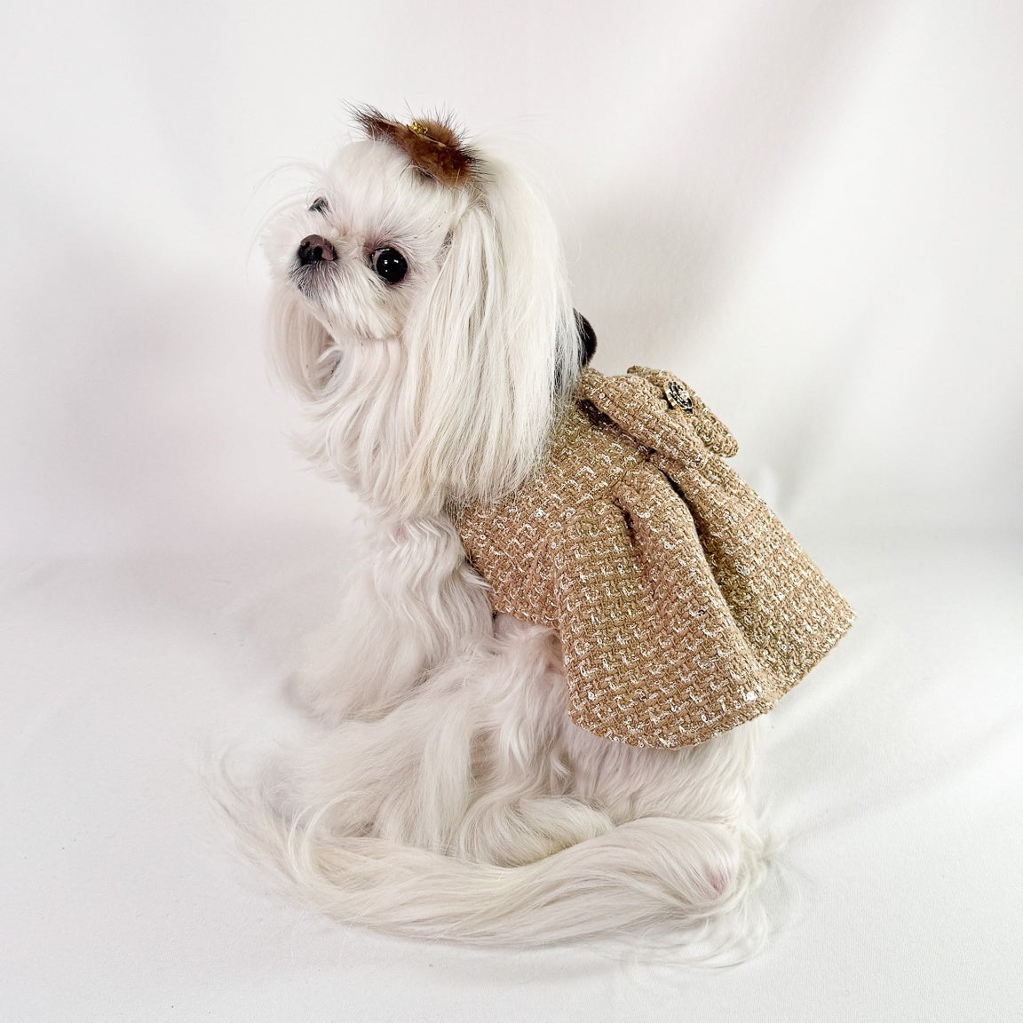 Maltese seduta di profilo con il Cappottino Ambra in tweed bouclé cammello con paillettes e gonna arricciata