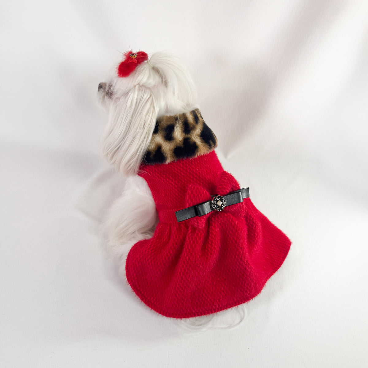 Maltese con il Cappottino Ruby rosso visto dal dorso, con collo in peluche leopardato e fiocco