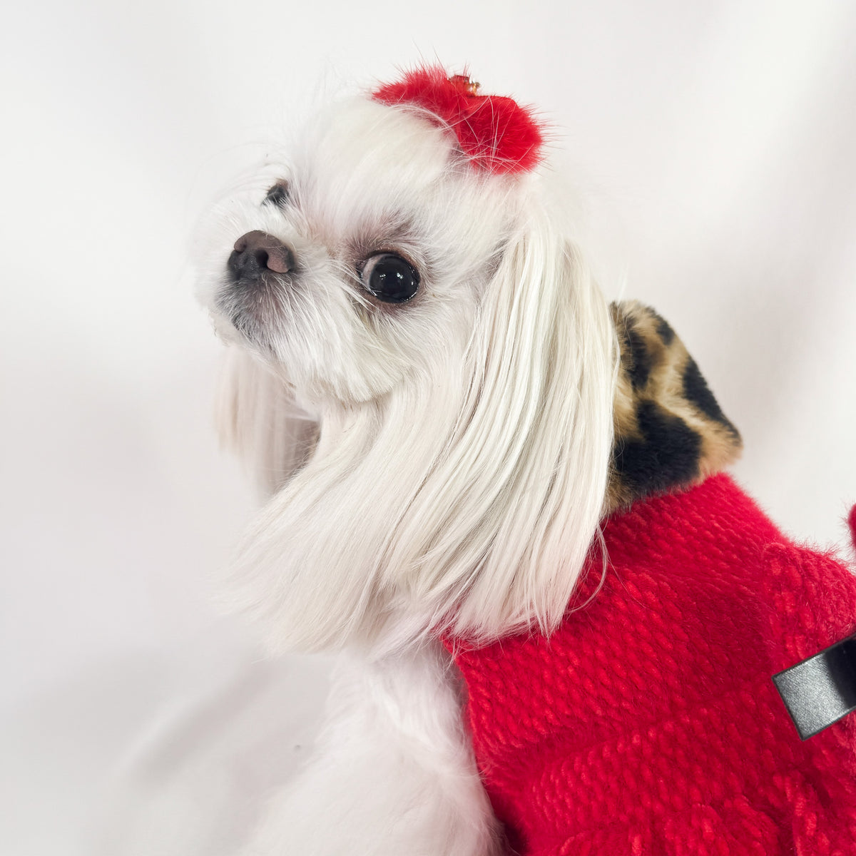 Primo piano di un maltese con il Cappottino Ruby e il collo alto in peluche leopardato