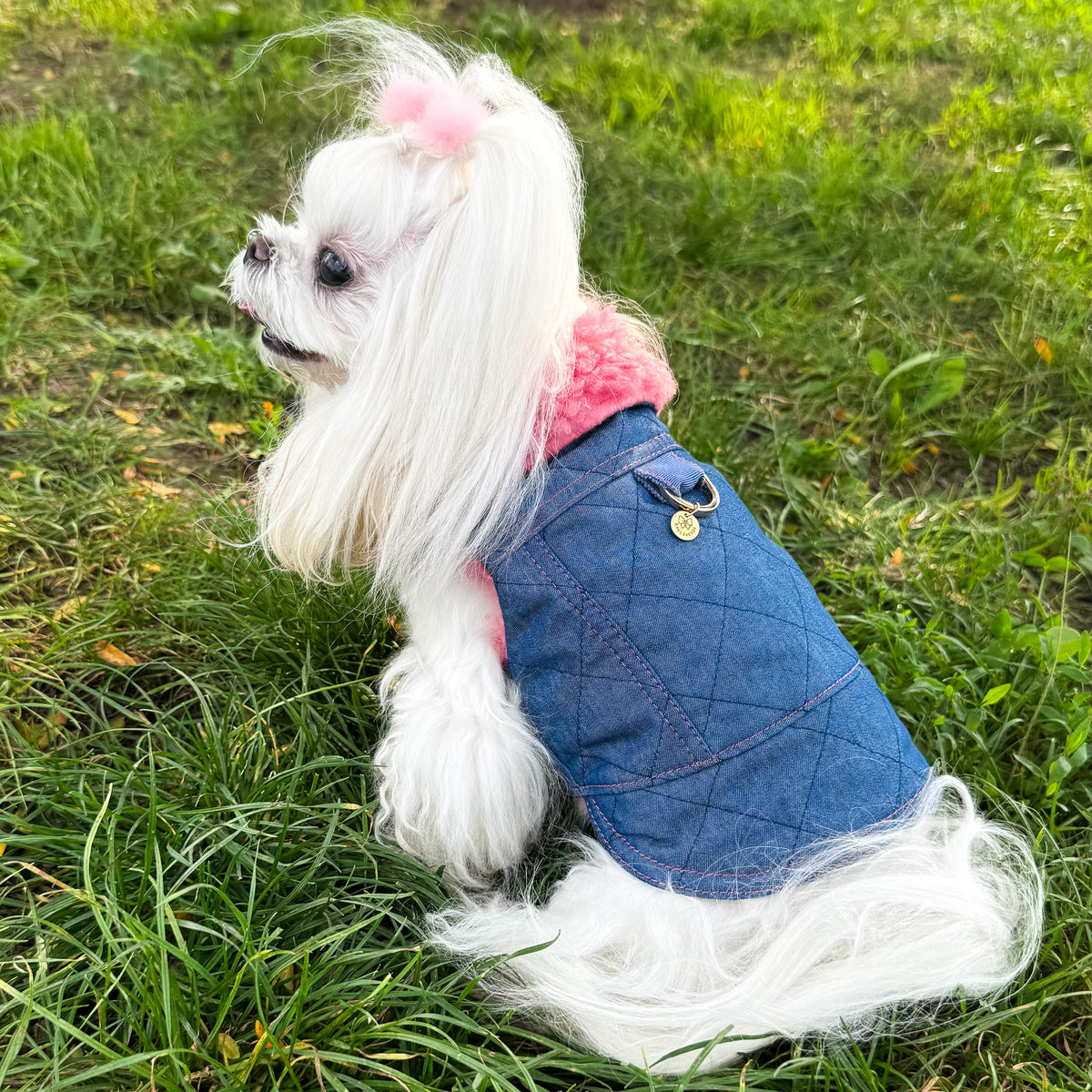 Cane maltese indossa il BauJeans Couture Cortina, vista laterale nel prato