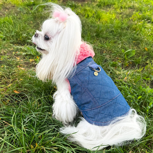 Cane maltese indossa il BauJeans Couture Cortina, vista laterale nel prato