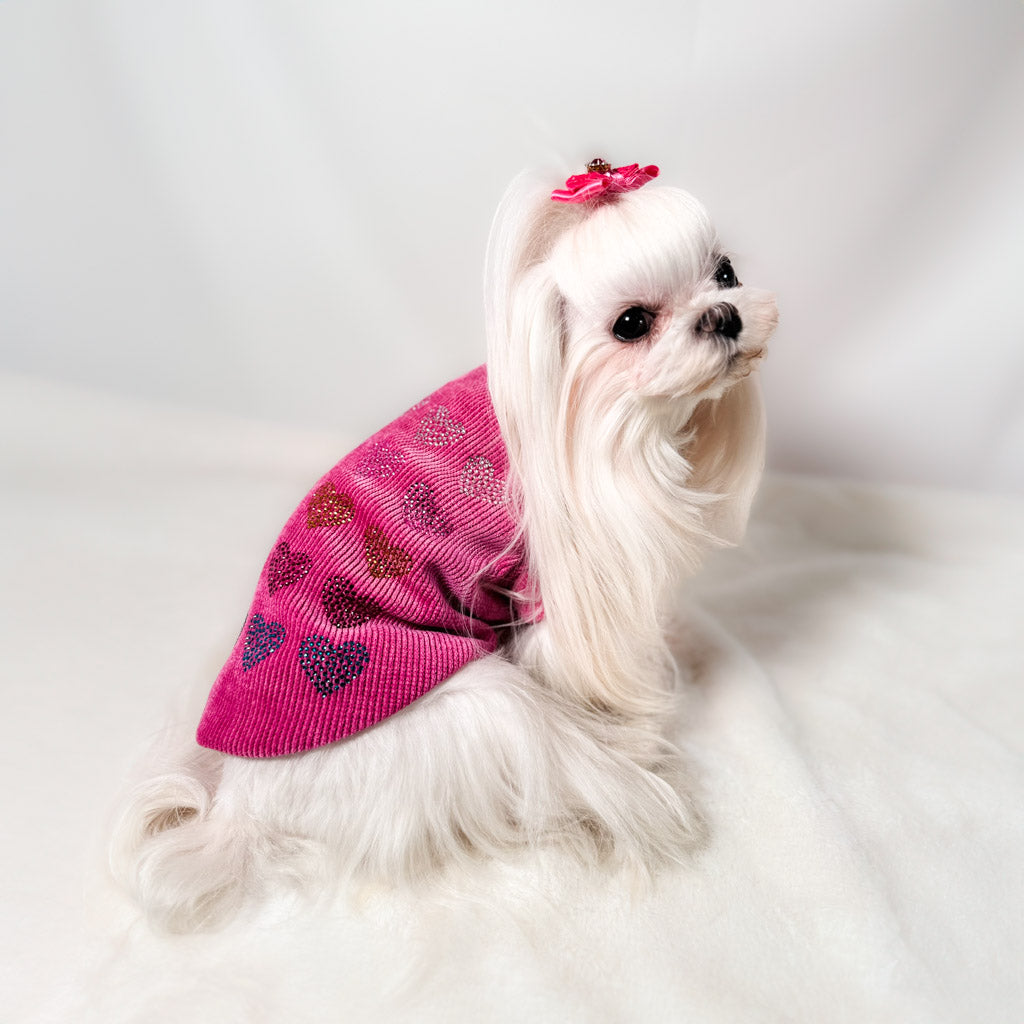 Maltese con la Felpa Fresia fucsia vista di profilo