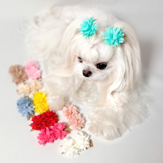 Maltese con fermagli a fiore tiffany e la gamma colori accanto