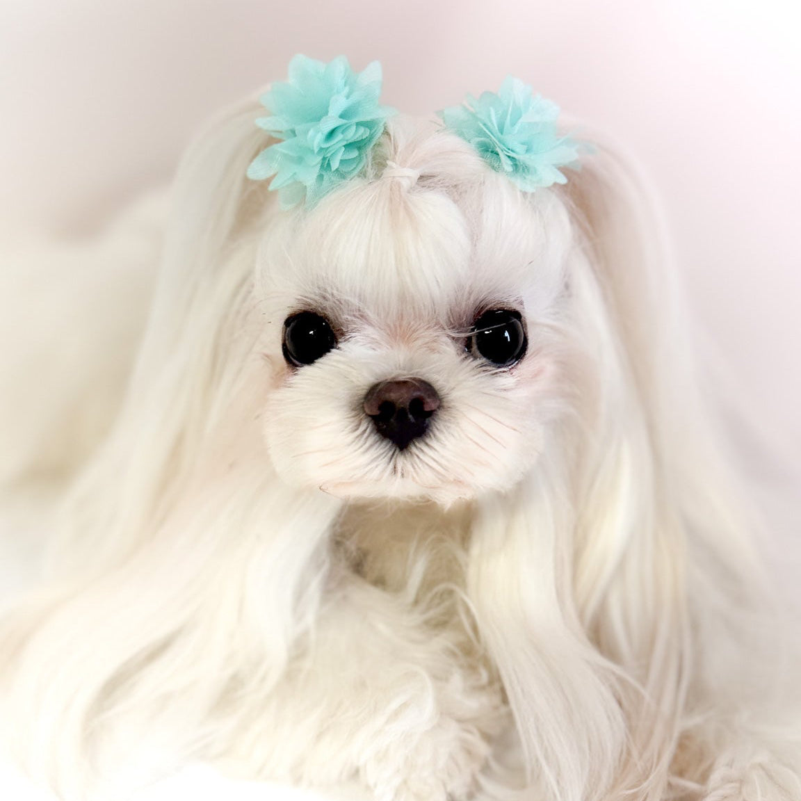 Maltese con due fermagli a fiore tiffany in tulle sulle orecchie