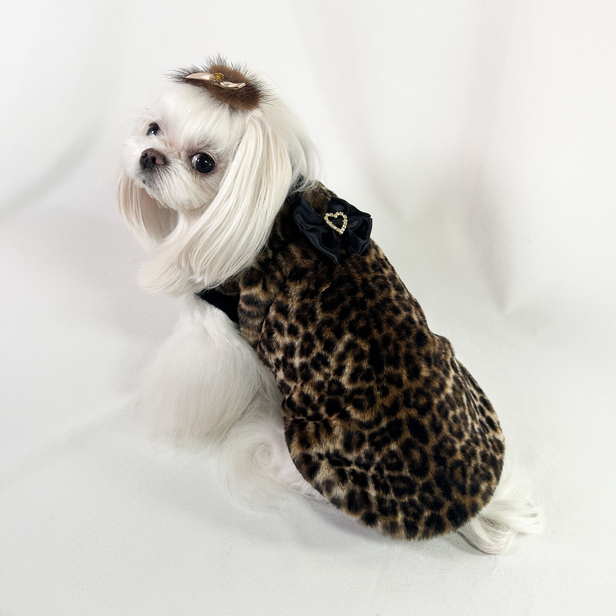 Maltese con il Maglioncino Jasmine maculato