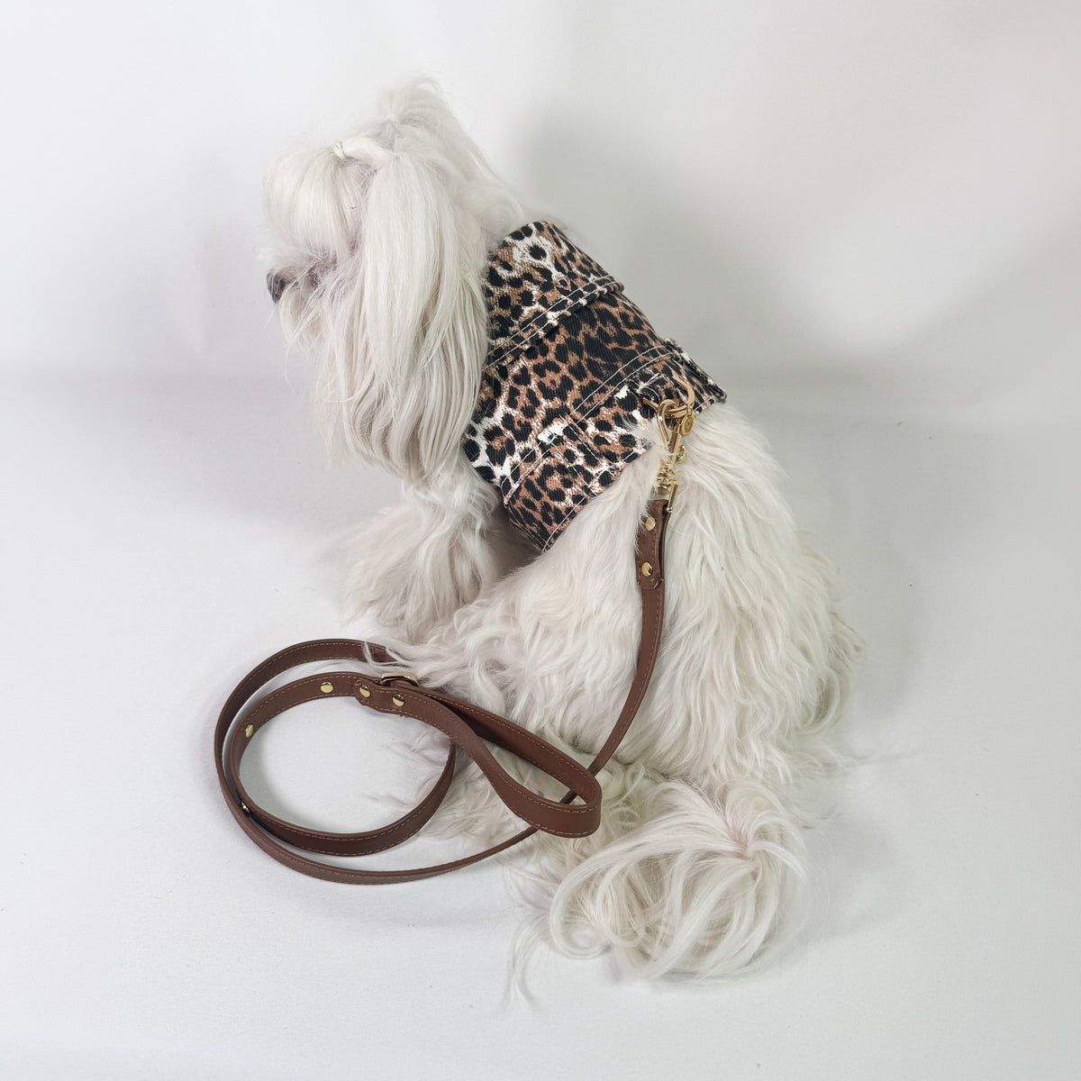 Mini BauJeans Diva indossata da maltese, pettorina in denim leopardato con guinzaglio in pelle cioccolato