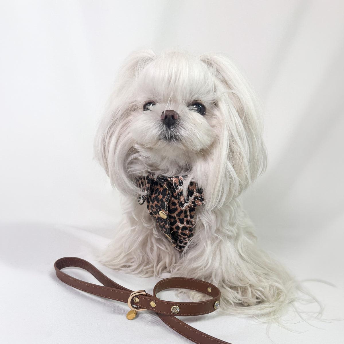 Maltese con Mini BauJeans Diva in denim leopardato e guinzaglio in pelle cioccolato