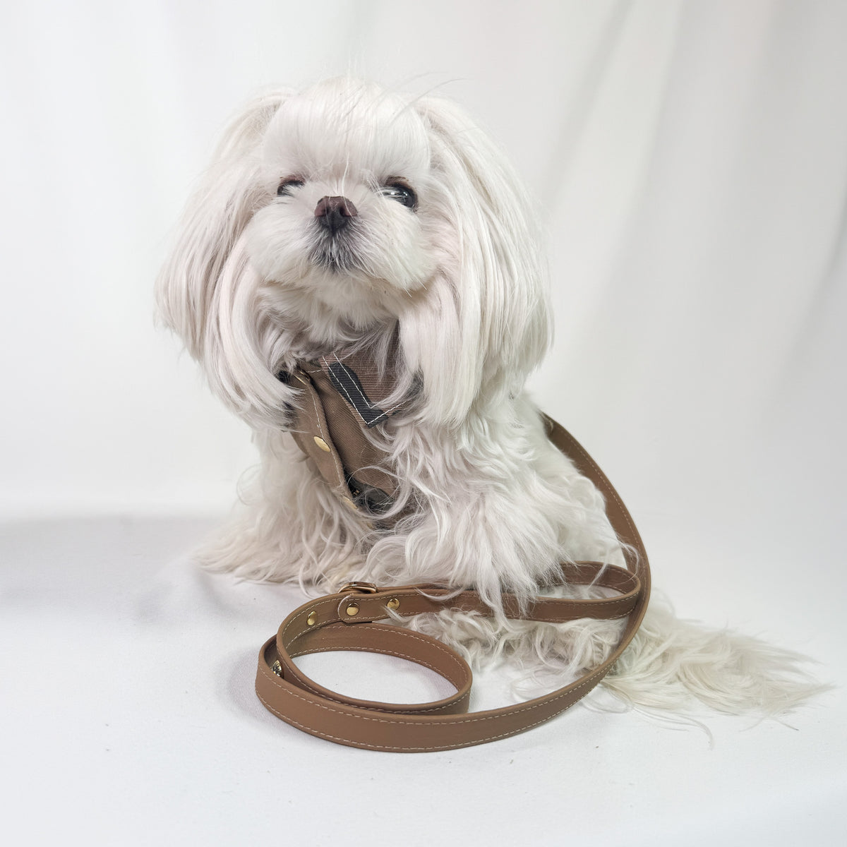 Maltese con Mini BauJeans Ranger in denim mimetico e guinzaglio in pelle tabacco