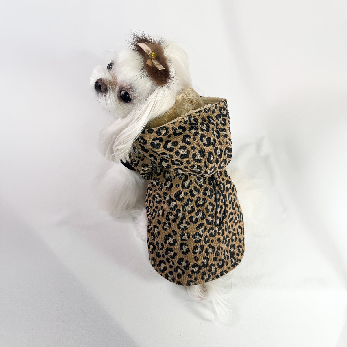 Parka Leopard per cani piccoli indossato da un maltese, visto dal dorso con la coulisse in vita