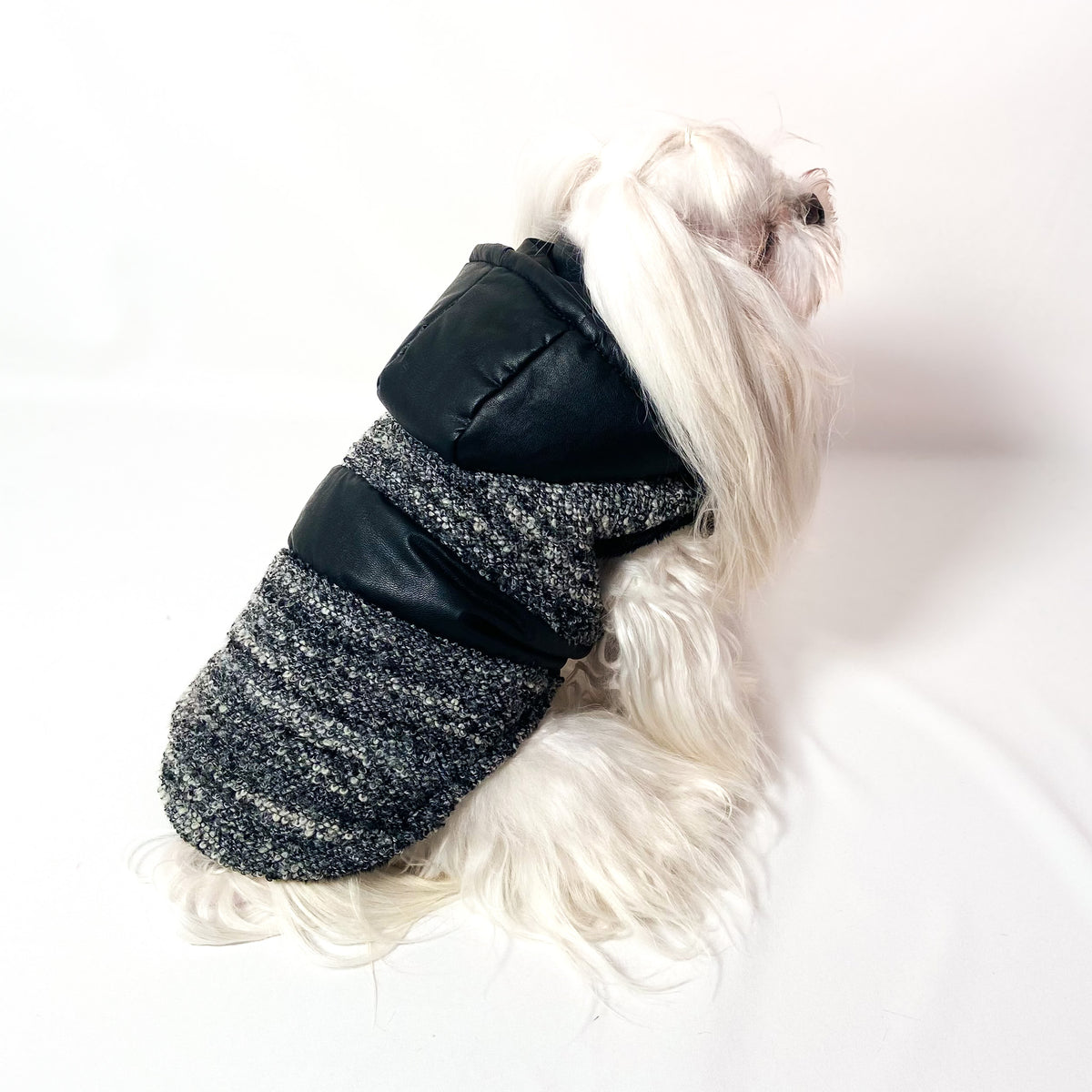 Maltese con il Piumino Bouclé visto di profilo