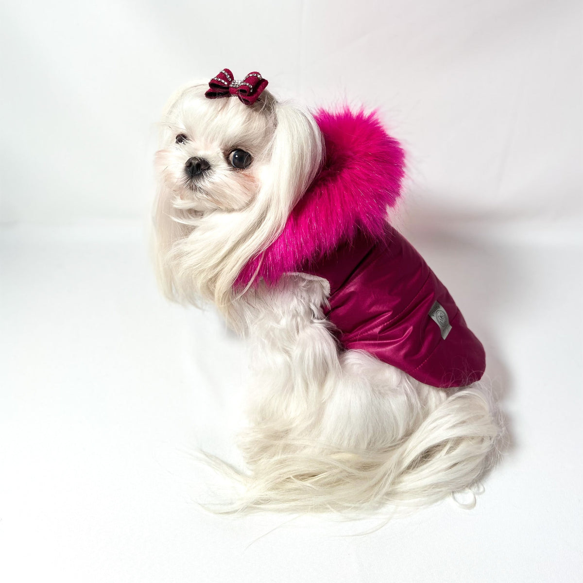 Maltese con il Piumino Glam fucsia visto di profilo, con il cappuccio bordato in pelouche