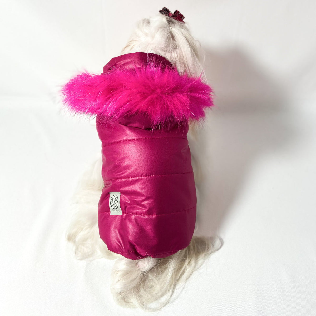 Maltese con il Piumino Glam fucsia visto da dietro
