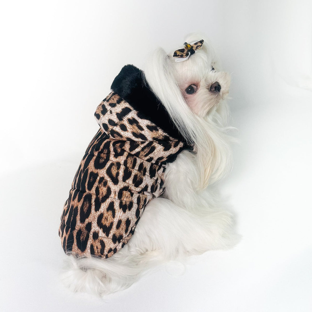 Maltese che indossa il Piumino Leopard con cappuccio bordato in peluche nero