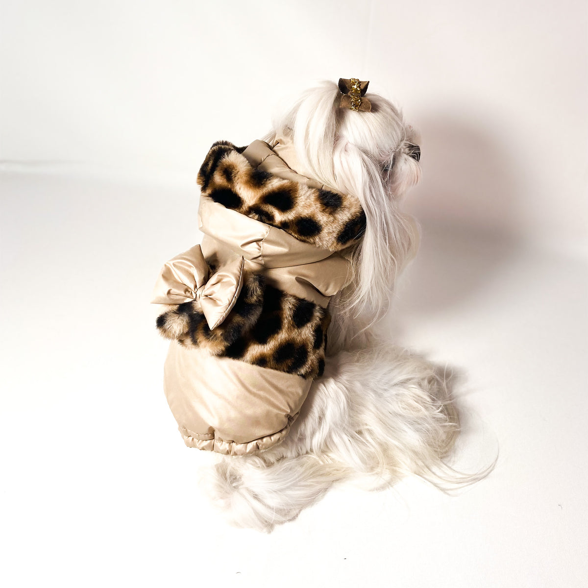 Piumino Wild beige indossato da un maltese, visto dall'alto con cappuccio leopardato e fiocco