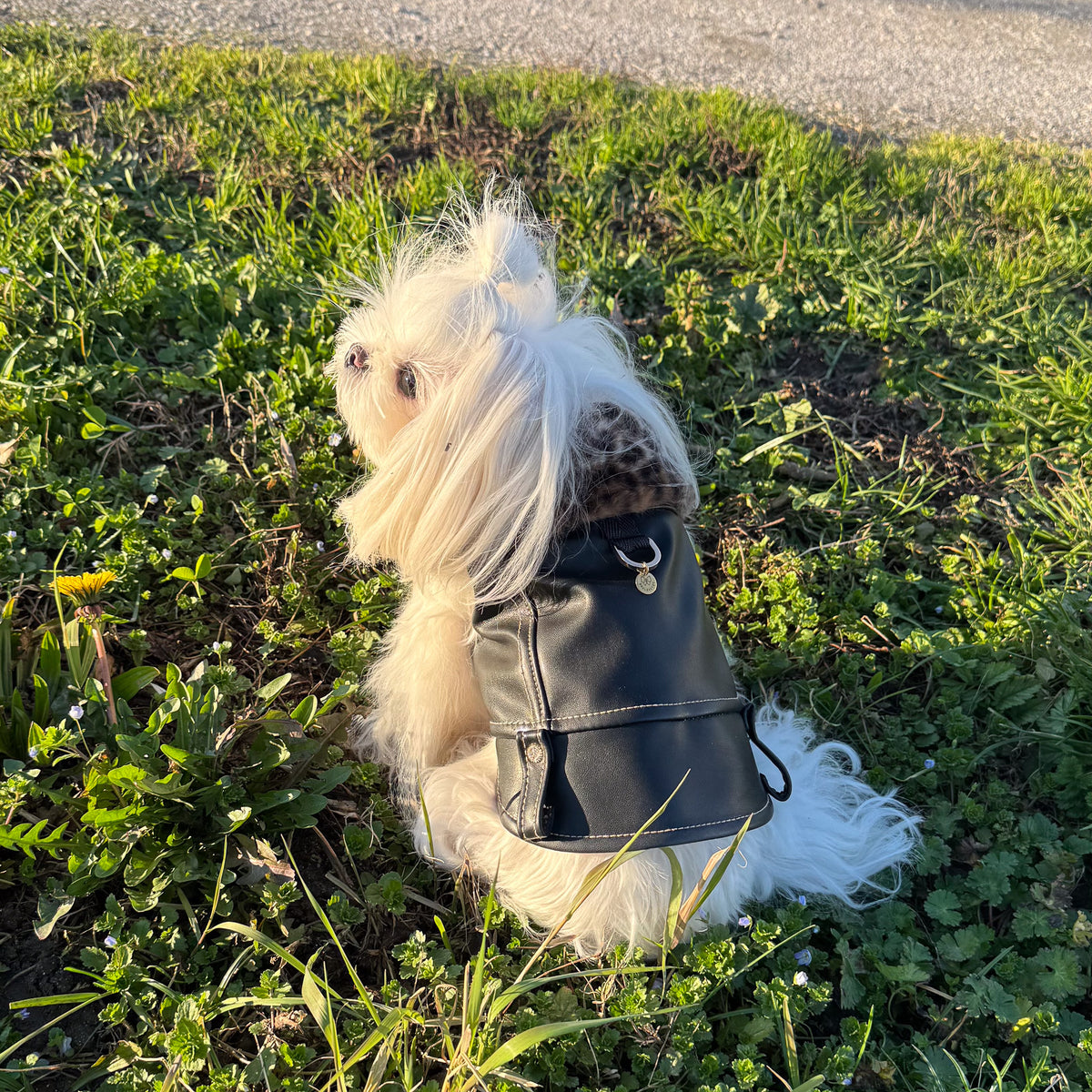 Cane maltese indossa il BauJeans Rebel in ecopelle nera, vista laterale all'aperto