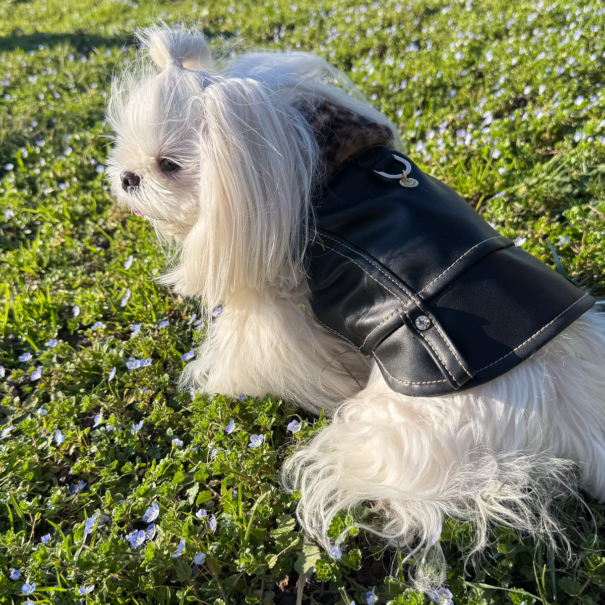 Cane maltese indossa il BauJeans Rebel in ecopelle nera, vista laterale tra i fiori