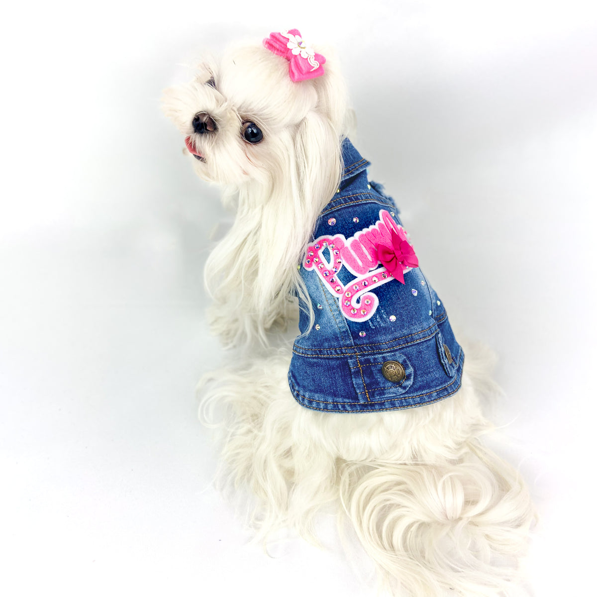 Maltese con fiocco rosa indossa il BauJeans Only You con il nome in rosa