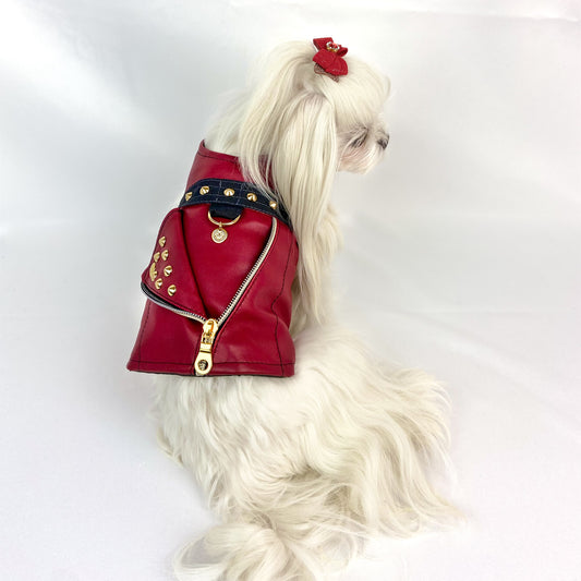 Maltese con il Baukiodino Rouge visto di profilo